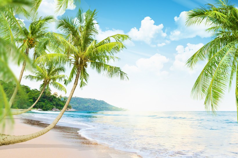 海岛椰树自然风景图片(15张)