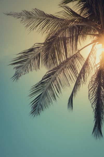 海岛椰树自然风景图片(15张)