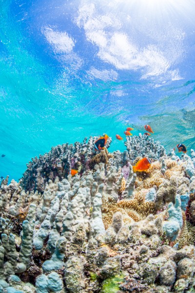 海底珊瑚鱼群图片(9张)