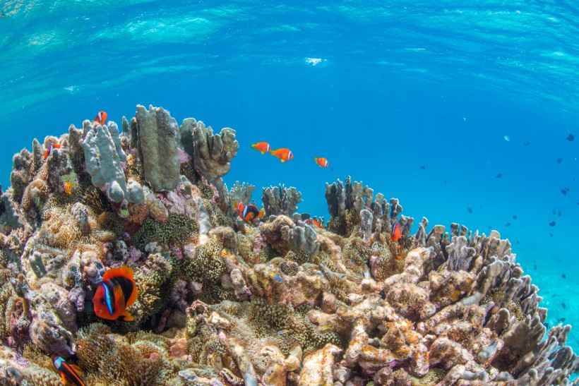 海底珊瑚鱼群图片(9张)