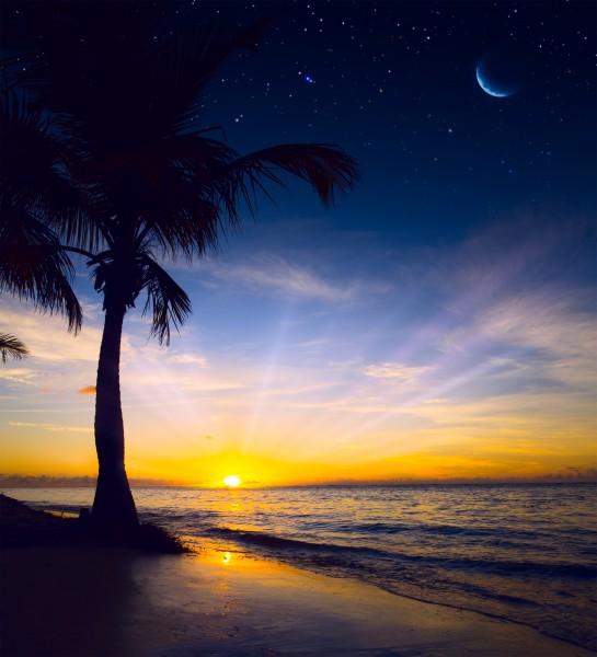 海滩椰树风景图片(15张)
