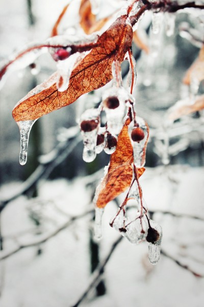 结冰的树枝图片(11张)