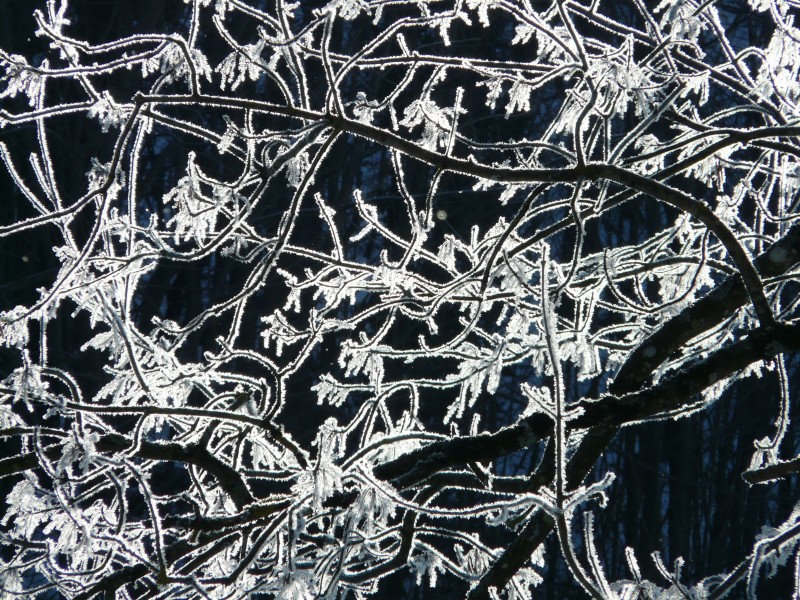 晶莹的雪花图片(16张)