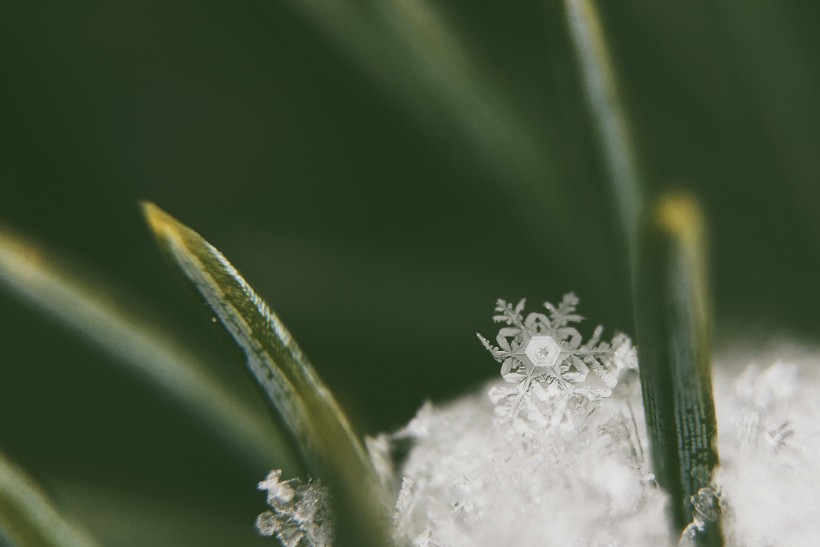 晶莹的雪花图片(16张)