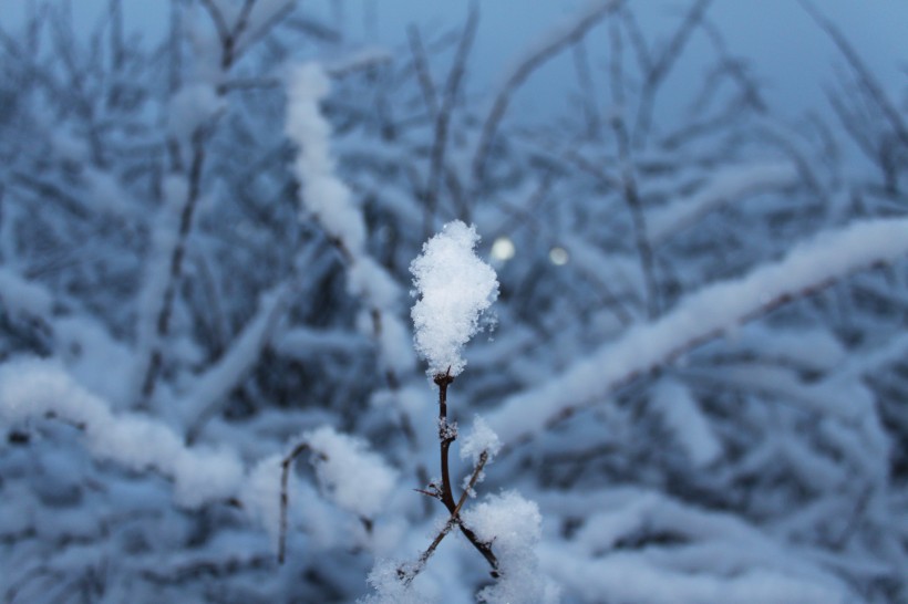 晶莹的雪花图片(16张)