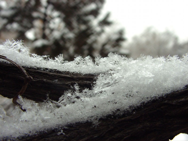 晶莹的雪花图片(16张)