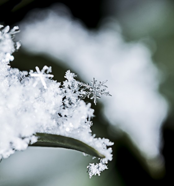 晶莹的雪花图片(16张)