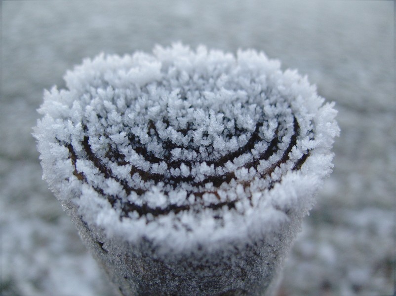 晶莹的雪花图片(16张)