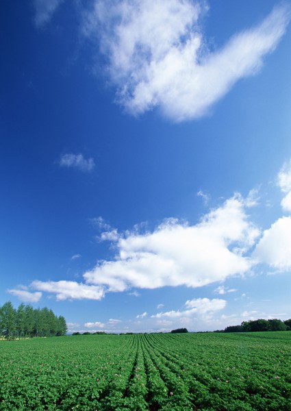 蓝天白云田地图片(54张)