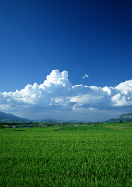 蓝天白云田地图片(54张)