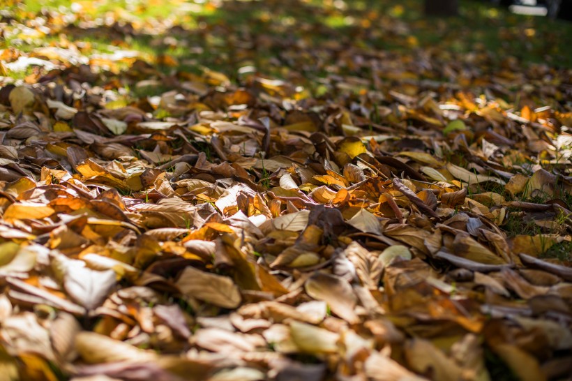秋季凋零的枯黄落叶图片(11张)