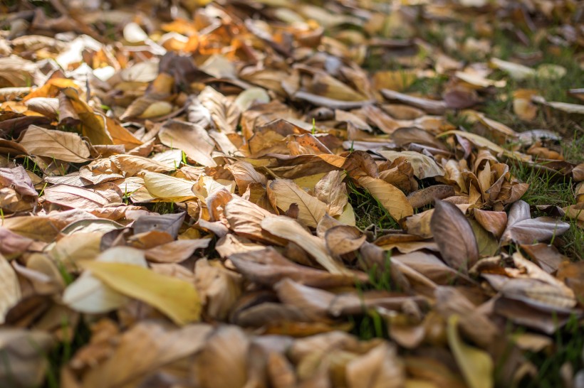 秋季凋零的枯黄落叶图片(11张)