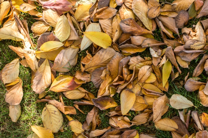 秋季落叶风景图片(12张)