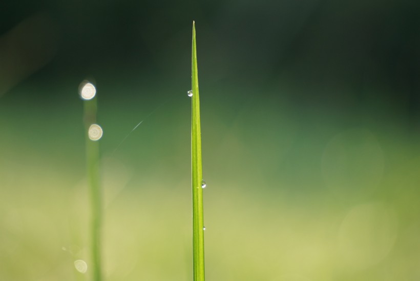 露水小草图片(12张)