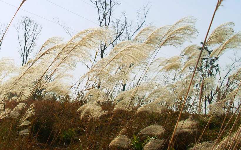 芦苇塘风景图片(13张)