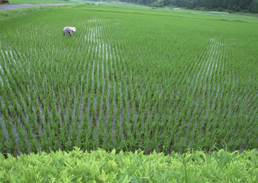 绿色稻田图片(29张)