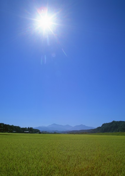 绿色稻田图片(29张)