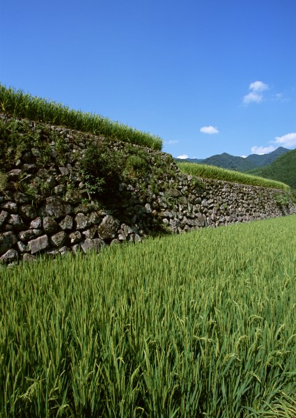 绿色稻田图片(29张)