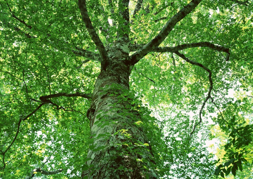 绿色树荫图片(14张)