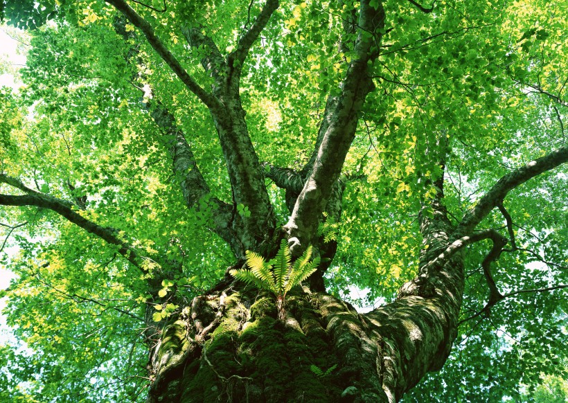 绿色树荫图片(14张)