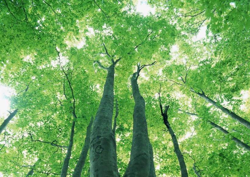 绿树遮阴图片(103张)