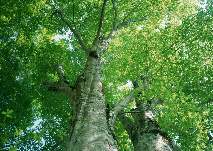 绿树遮阴图片(103张)