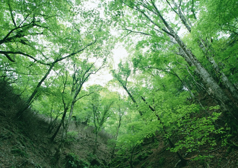 绿树遮阴图片(103张)