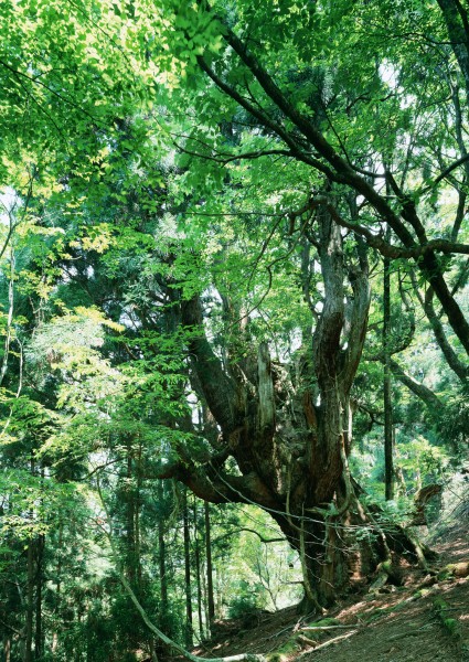 绿树遮阴图片(103张)