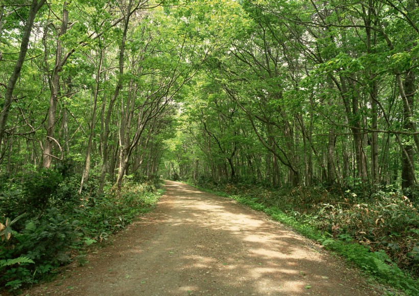 绿荫小路图片(41张)