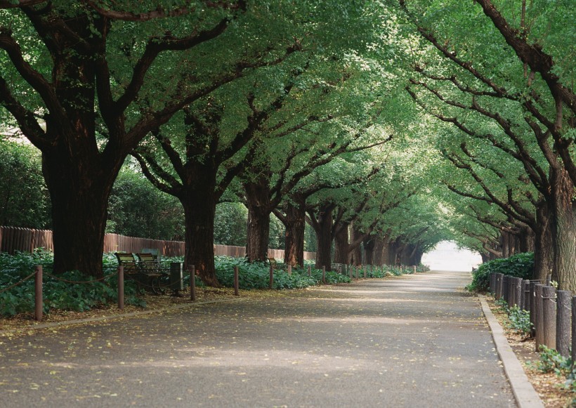 绿荫小路图片(41张)