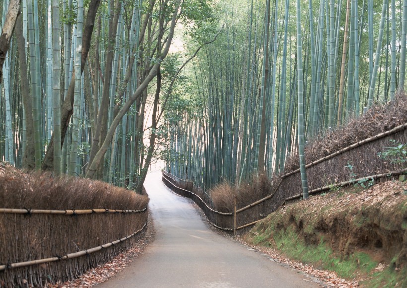 绿荫小路图片(41张)