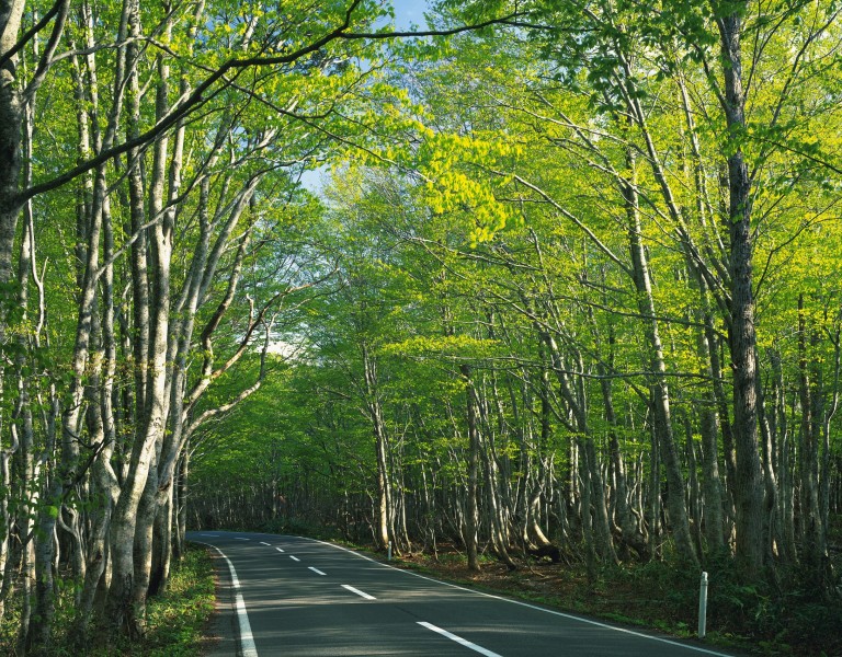 绿荫小路图片(41张)