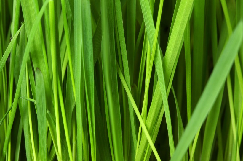 绿油油的草丛图片(12张)