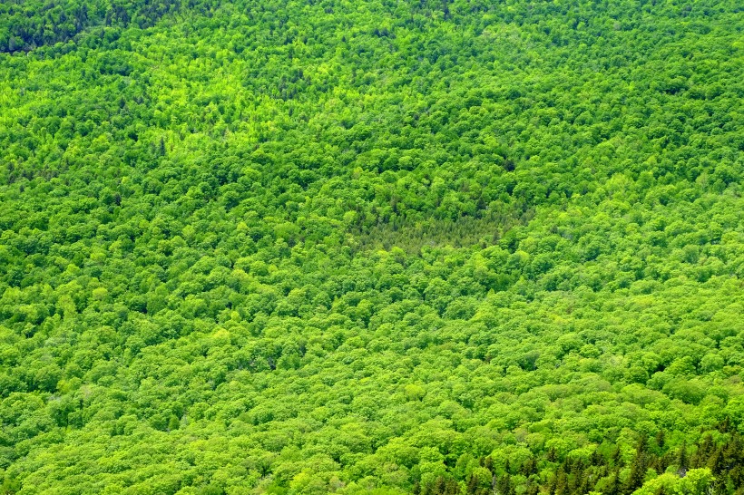 绿油油的树木图片(10张)