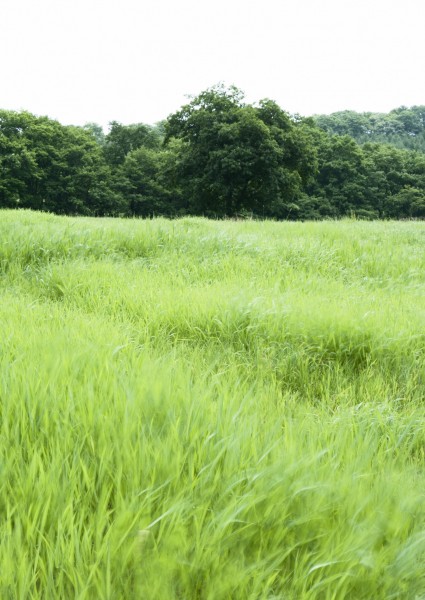 绿油油的草地图片(40张)