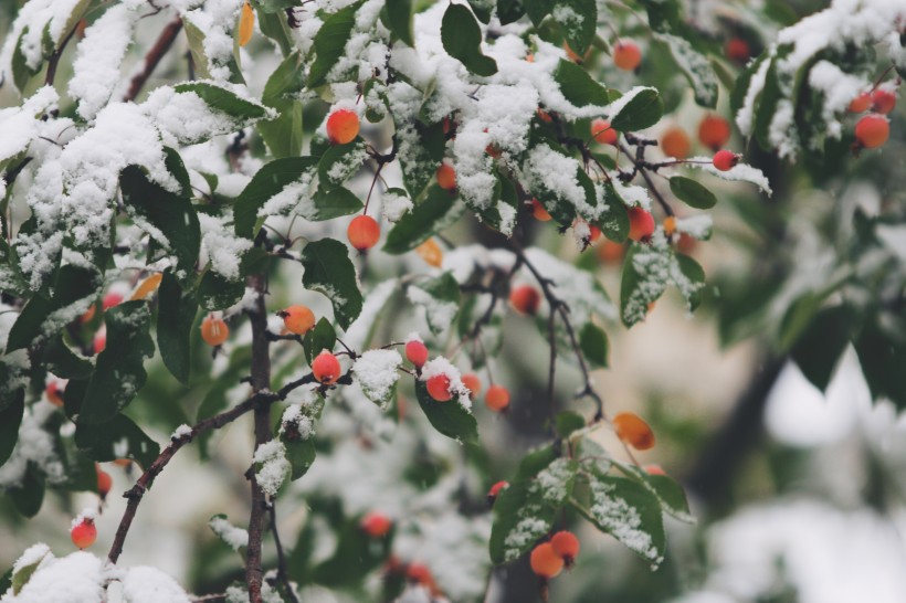 美丽的雪花图片(11张)