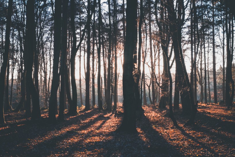 清晨的树林图片(16张)