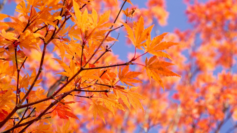 秋季唯美风景图片(11张)