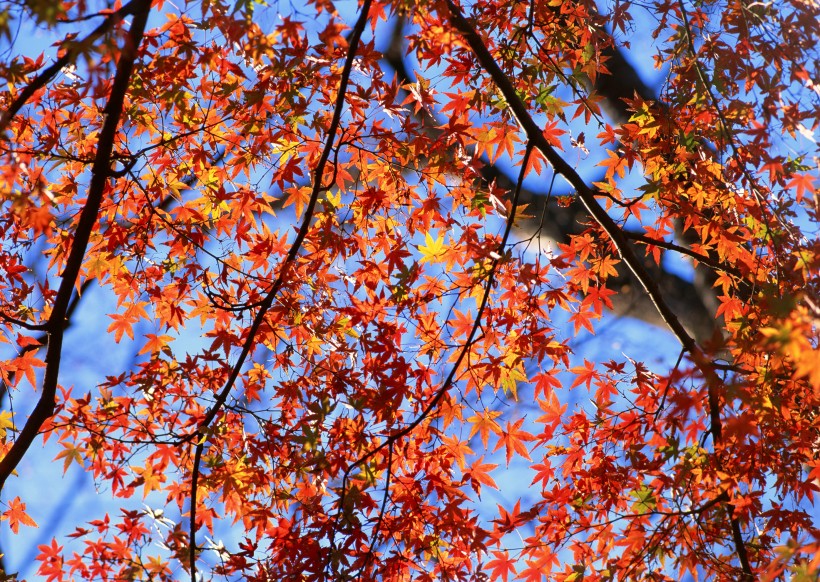 秋季红叶图片(9张)