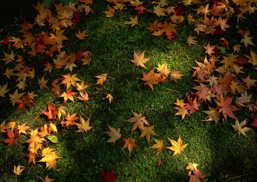 秋季红叶图片(9张)