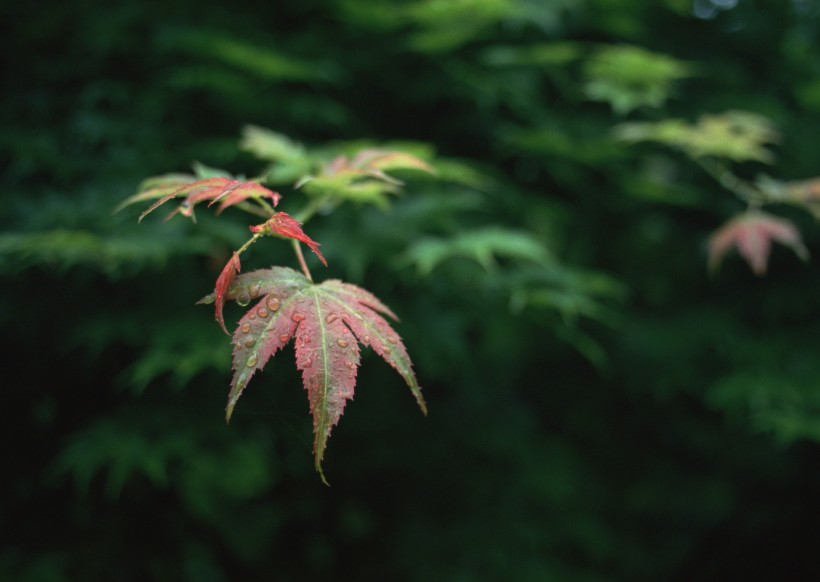 秋季红叶和湖水图片(22张)