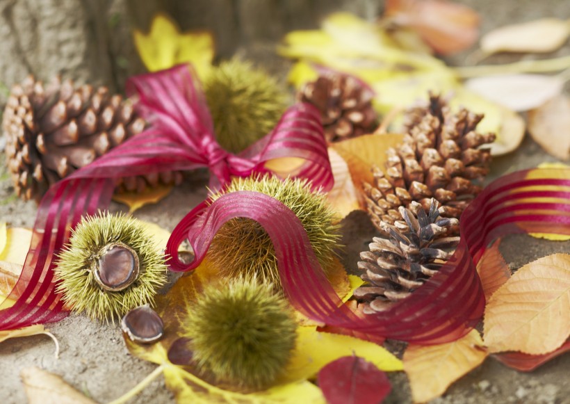 秋季花朵素材图片(11张)