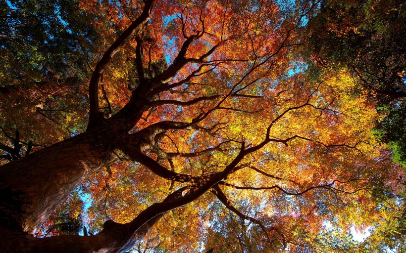 秋季美丽风景图片(20张)