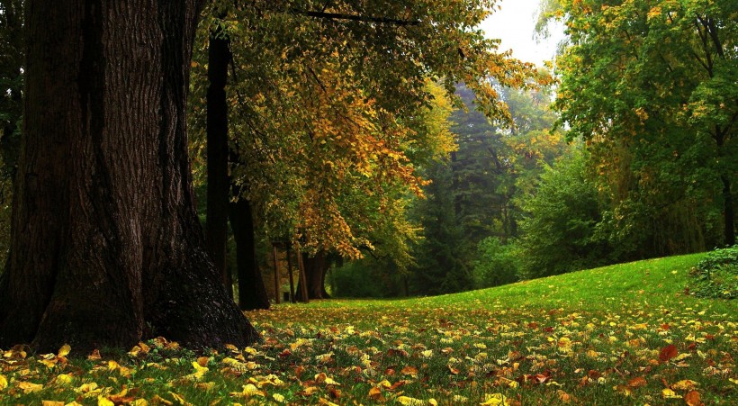 秋季树林图片(9张)