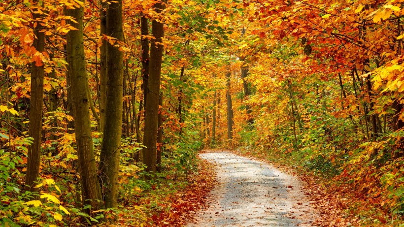 秋季树林图片(9张)