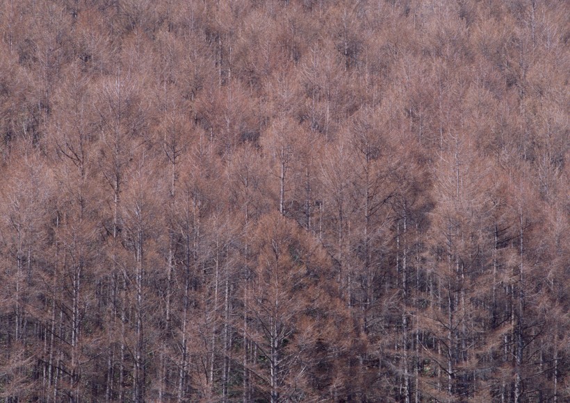 秋季森林图片(53张)