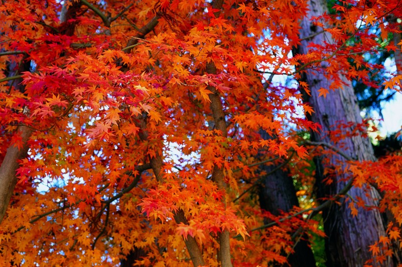 秋季风景图片(32张)
