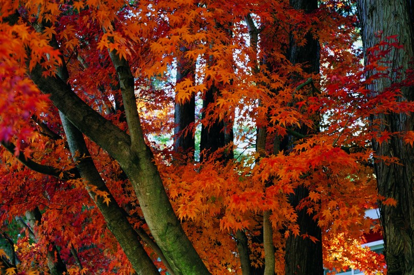 秋季风景图片(32张)