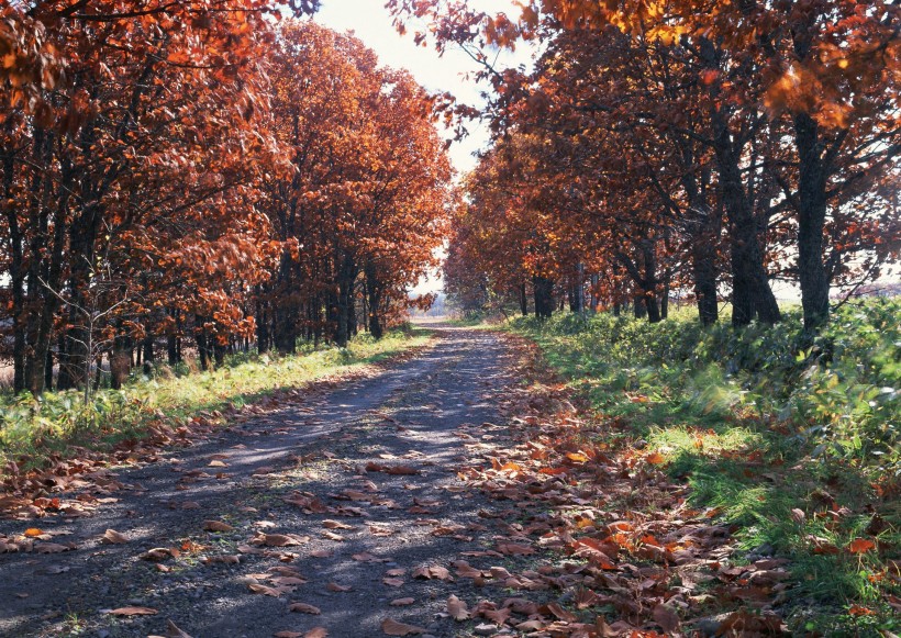 秋季马路图片(19张)