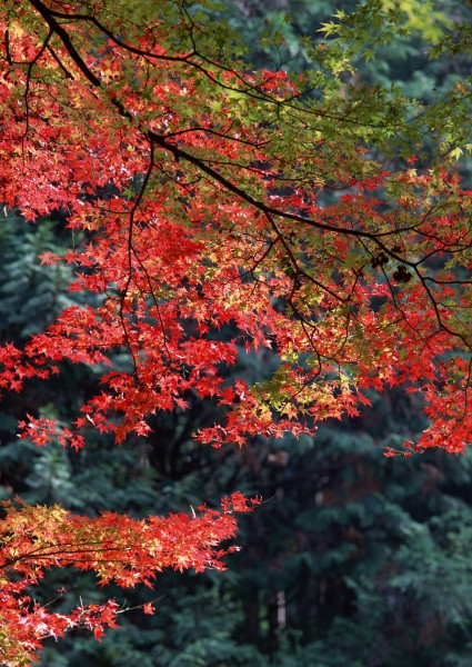 秋日的红叶图片(12张)